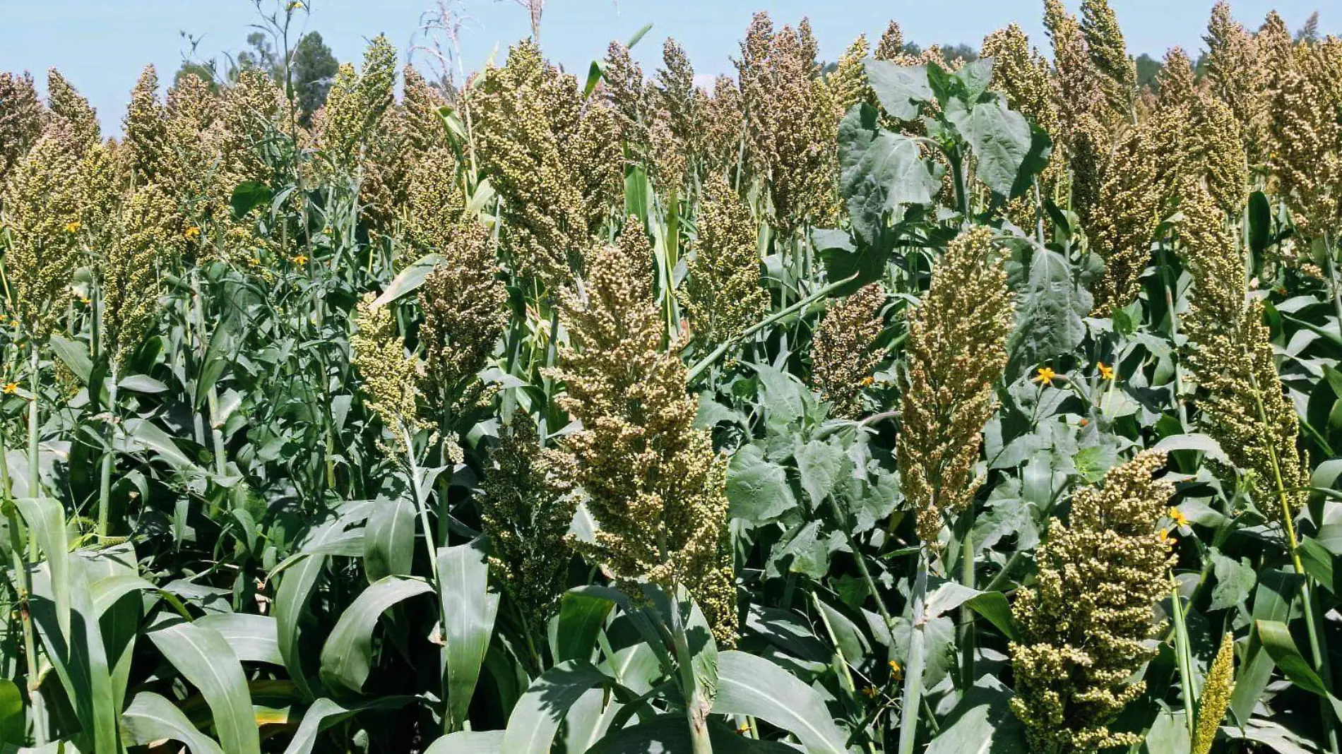 sorgo ok